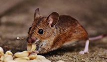 24 Hour & Emergency Exterminators in Knox, ND